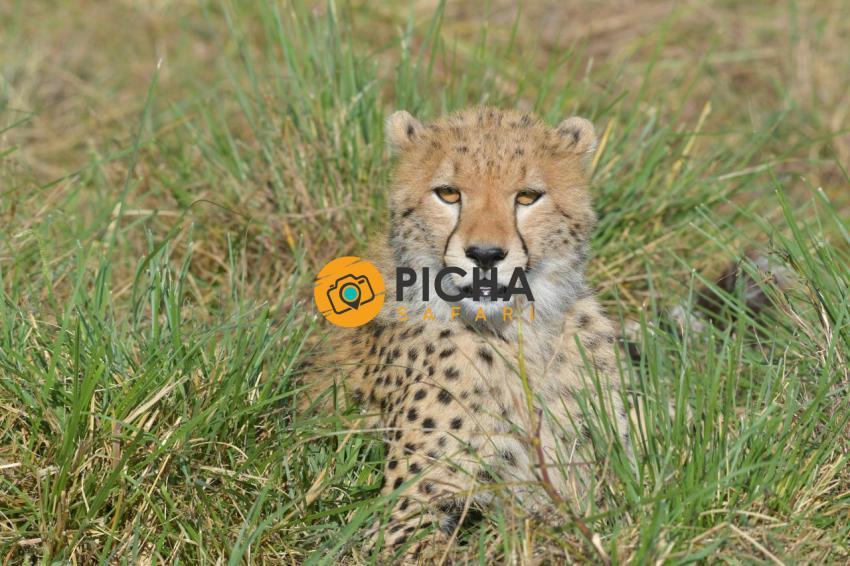 Cheetah Mara